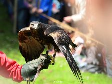 grugapark-greifvogelschau-2012-04-100