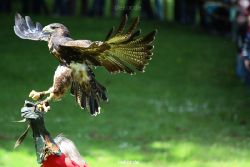 grugapark-greifvogelschau-2012-04-101
