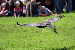 grugapark-greifvogelschau-2012-04-102