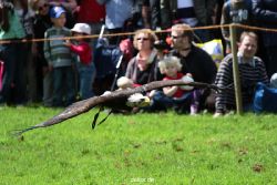 grugapark-greifvogelschau-2012-04-106
