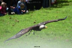 grugapark-greifvogelschau-2012-04-107