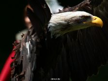 grugapark-greifvogelschau-2012-04-108