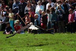 grugapark-greifvogelschau-2012-04-109
