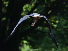 grugapark-greifvogelschau-2012-04-110