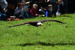 grugapark-greifvogelschau-2012-04-114