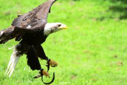 grugapark-greifvogelschau-2012-04-115