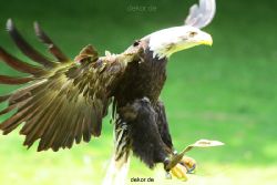 grugapark-greifvogelschau-2012-04-116