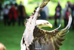 grugapark-greifvogelschau-2012-04-117