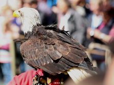 grugapark-greifvogelschau-2012-04-118