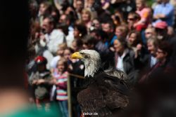 grugapark-greifvogelschau-2012-04-119