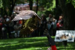 grugapark-greifvogelschau-2012-04-120