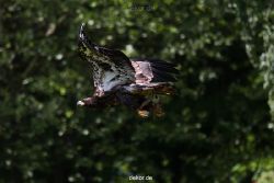 grugapark-greifvogelschau-2012-04-121