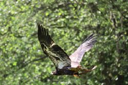 grugapark-greifvogelschau-2012-04-122