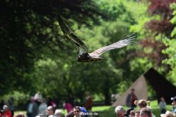 grugapark-greifvogelschau-2012-04-123