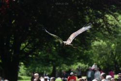 grugapark-greifvogelschau-2012-04-124