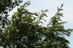 grugapark-greifvogelschau-2012-04-125
