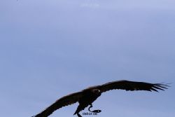 grugapark-greifvogelschau-2012-04-126