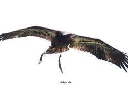 grugapark-greifvogelschau-2012-04-127