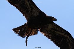 grugapark-greifvogelschau-2012-04-128