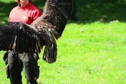 grugapark-greifvogelschau-2012-04-130