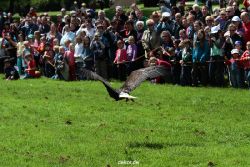 grugapark-greifvogelschau-2012-04-131