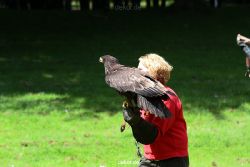 grugapark-greifvogelschau-2012-04-132