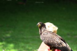grugapark-greifvogelschau-2012-04-133