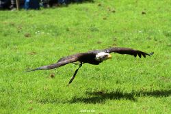 grugapark-greifvogelschau-2012-04-134