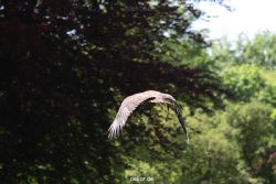grugapark-greifvogelschau-2012-04-135