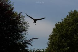 grugapark-greifvogelschau-2012-04-136