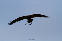 grugapark-greifvogelschau-2012-04-138
