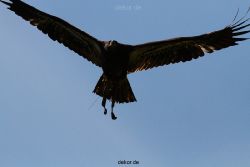 grugapark-greifvogelschau-2012-04-140