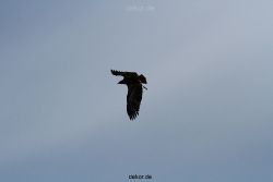 grugapark-greifvogelschau-2012-04-141