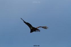 grugapark-greifvogelschau-2012-04-142