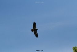 grugapark-greifvogelschau-2012-04-145
