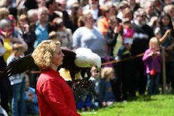 grugapark-greifvogelschau-2012-04-148