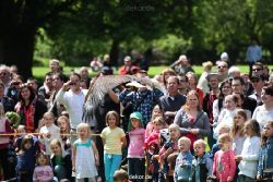 grugapark-greifvogelschau-2012-04-149