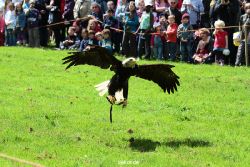 grugapark-greifvogelschau-2012-04-150