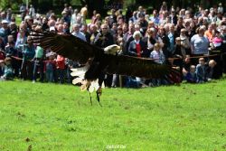 grugapark-greifvogelschau-2012-04-151