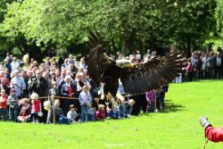 grugapark-greifvogelschau-2012-04-152