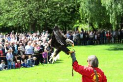 grugapark-greifvogelschau-2012-04-153