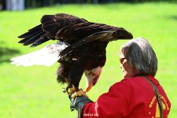 grugapark-greifvogelschau-2012-04-155