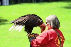 grugapark-greifvogelschau-2012-04-156