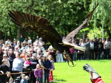 grugapark-greifvogelschau-2012-04-158