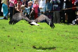 grugapark-greifvogelschau-2012-04-159