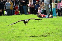 grugapark-greifvogelschau-2012-04-160