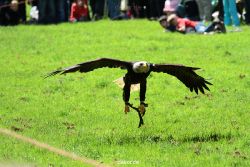 grugapark-greifvogelschau-2012-04-161