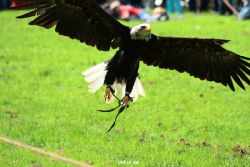 grugapark-greifvogelschau-2012-04-162