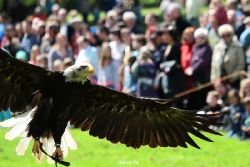 grugapark-greifvogelschau-2012-04-163