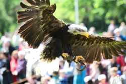 grugapark-greifvogelschau-2012-04-164